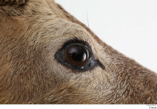 European roe deer eye 0007.jpg